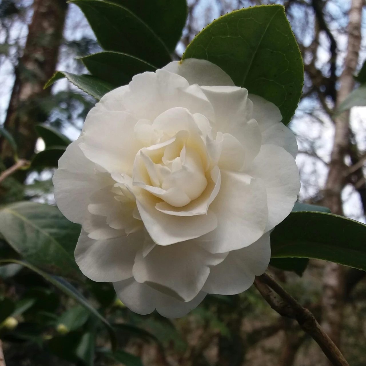 C. x williamsii 'E. T. R. Carlyon' AGM